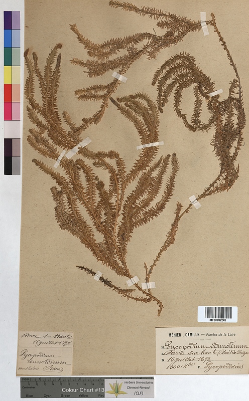 Lycopodium annotinum (Lycopodiaceae)