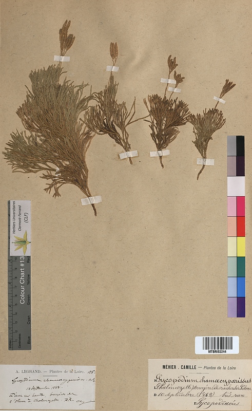 Lycopodium chamaecyparissus (Lycopodiaceae)