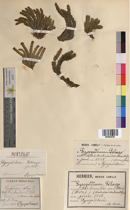 Lycopodium selago (Lycopodiaceae)