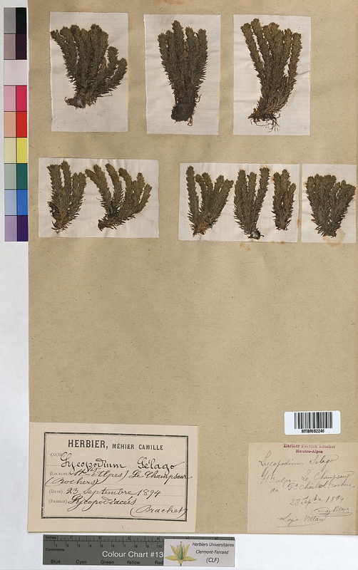 Lycopodium selago (Lycopodiaceae)