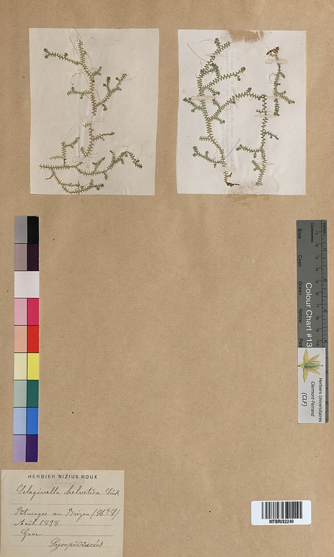 Selaginella helvetica (Selaginellaceae)