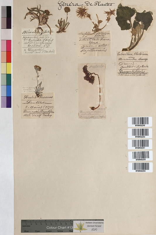 Ecballium elaterium (Cucurbitaceae)