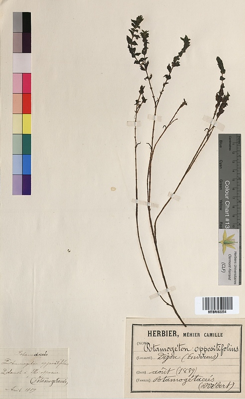 Potamogeton oppositifolius (Potamogetonaceae)