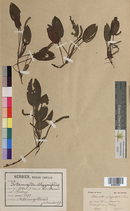 Potamogeton polygonifolius (Potamogetonaceae)