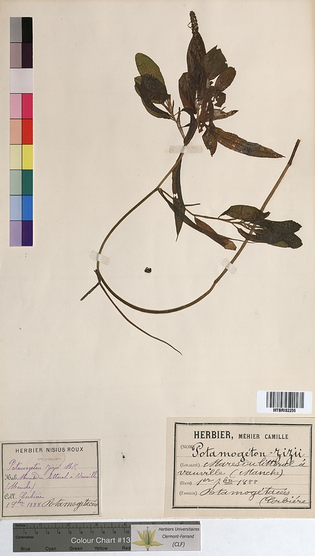 Potamogeton x zizii (Potamogetonaceae)