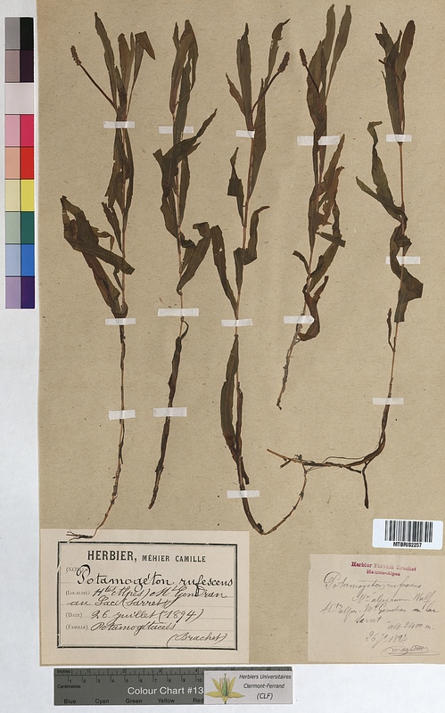Potamogeton rufescens (Potamogetonaceae)