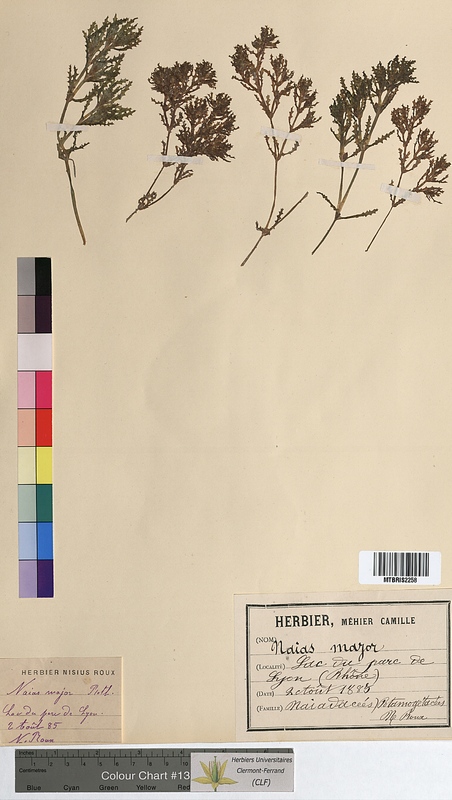 Najas major (Hydrocharitaceae)