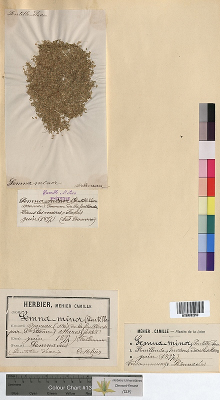 Lemna minor (Lemnaceae)