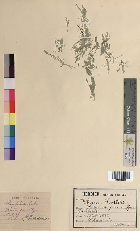 Chara foetida (characeae)
