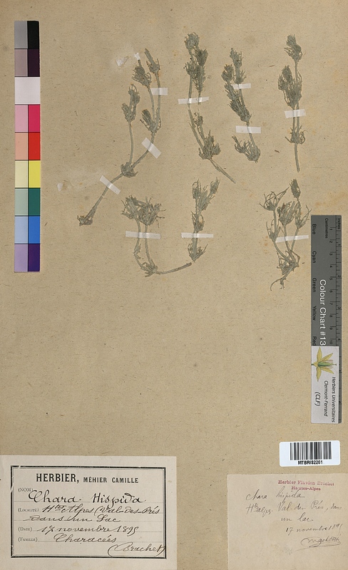 Chara hispida (Characeae)