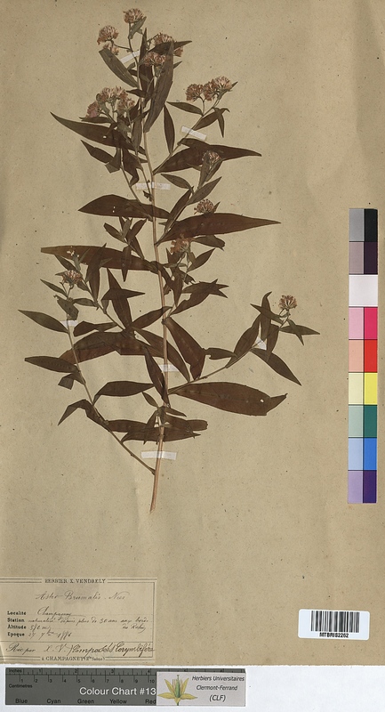 Aster brumalis (Asteraceae)