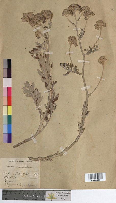Cineraria maritima (Asteraceae)