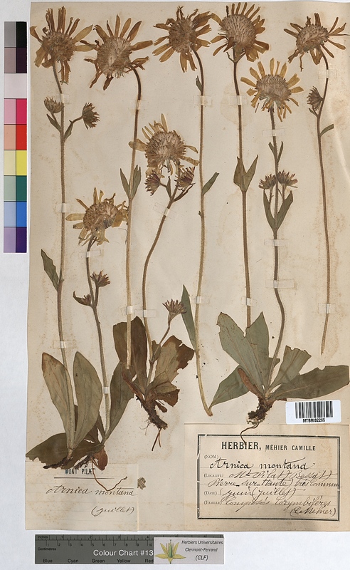 Arnica montana (Asteraceae)