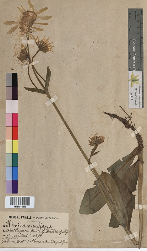 Arnica montana (Asteraceae)