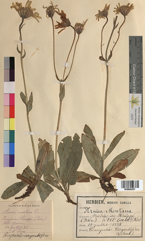 Arnica montana (Asteraceae)