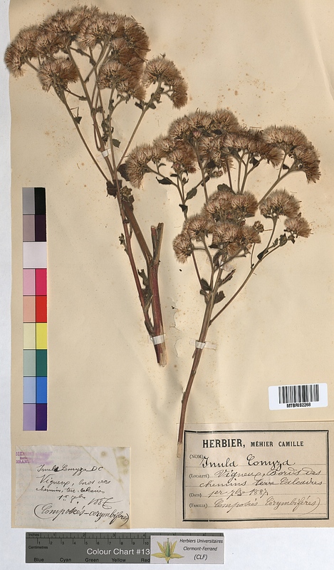 Inula conyza (Asteraceae)
