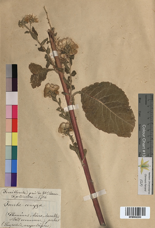 Inula conyza (Asteraceae)