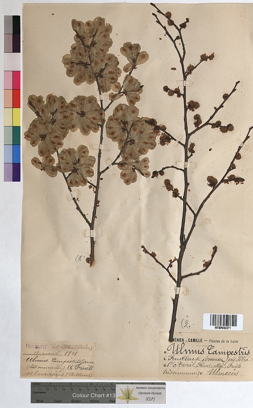 Ulmus campestris (Ulmaceae)