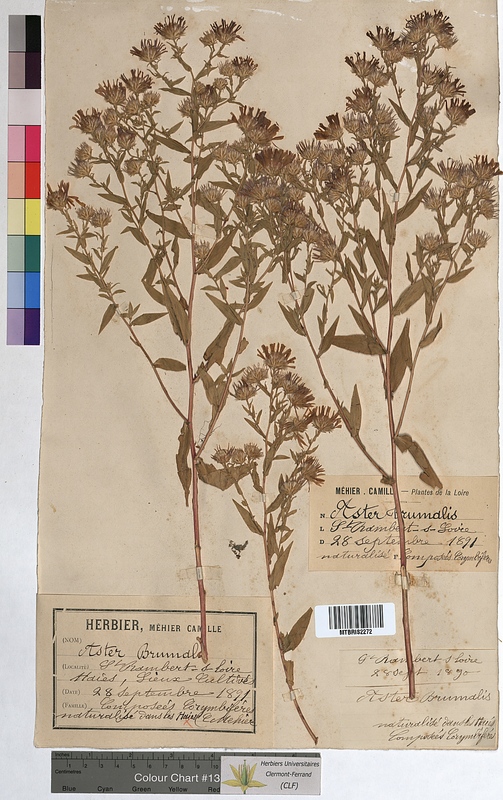 Aster brumalis (Asteraceae)