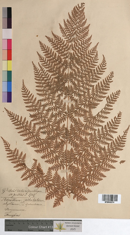 Aspidium dilatatum (Dryopteridaceae)