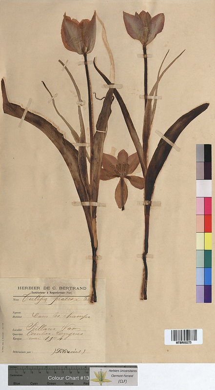 Tulipa praecox (Liliaceae)