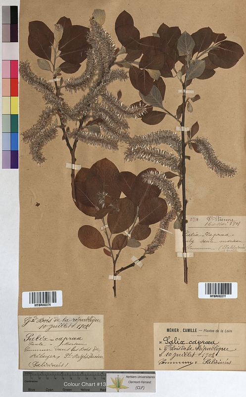 Salix caprea (Salicaceae)