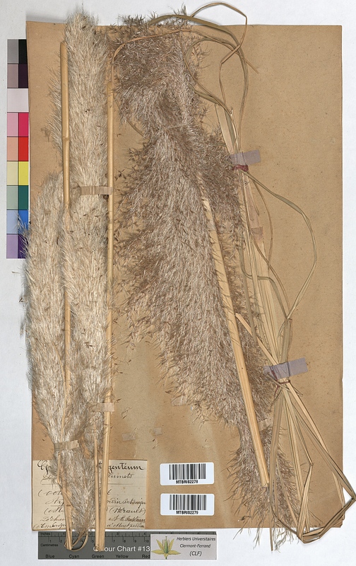 Gynerium argenteum (Poaceae)