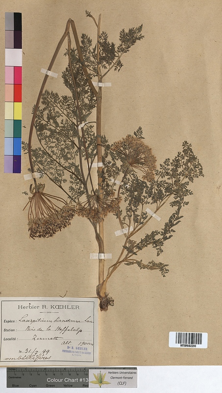 Laserpitium hirsutum (Apiaceae)
