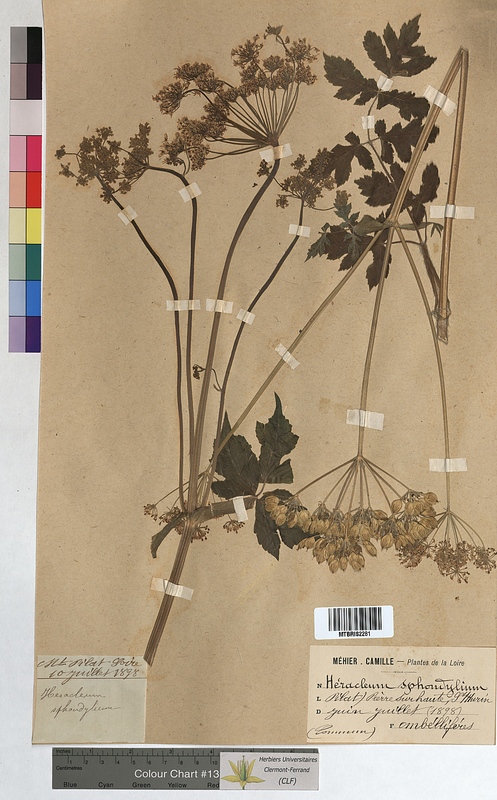 Heracleum sphondylium (Apiaceae)