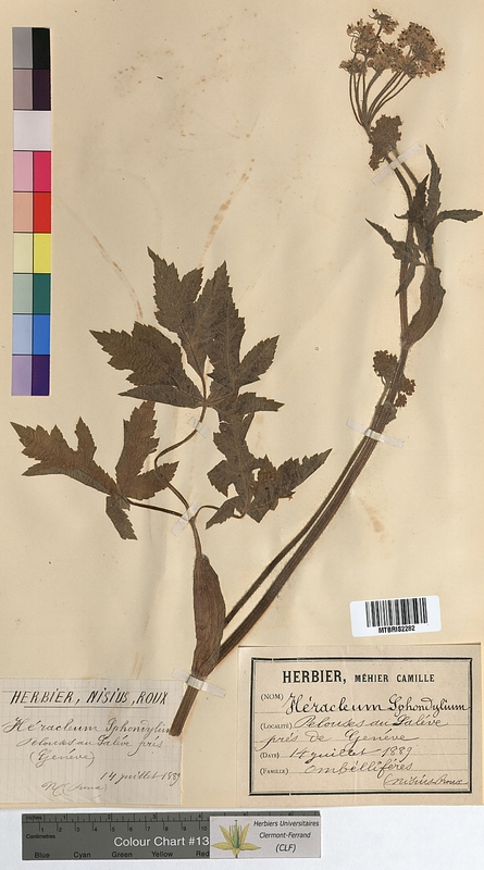 Heracleum sphondylium (Apiaceae)