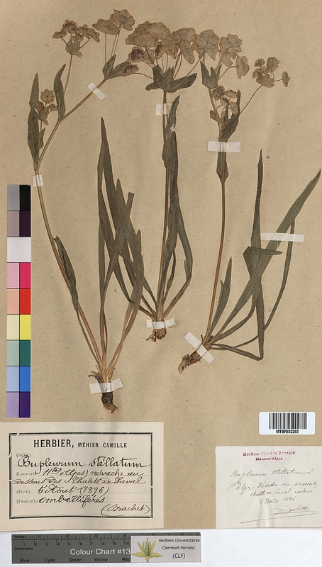 Bupleurum stellatum (Apiaceae)