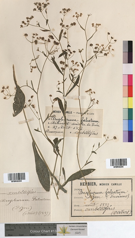 Bupleurum falcatum (Apiaceae)