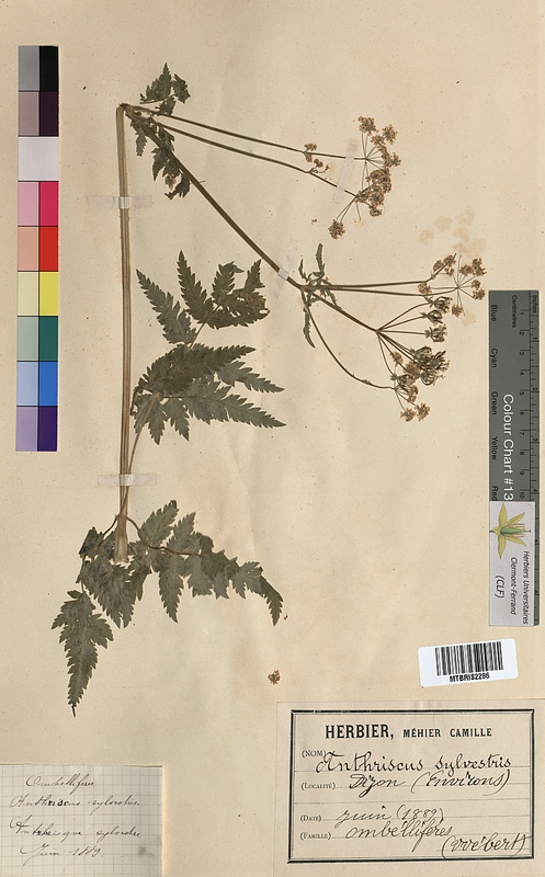 Anthriscus sylvestris (Apiaceae)