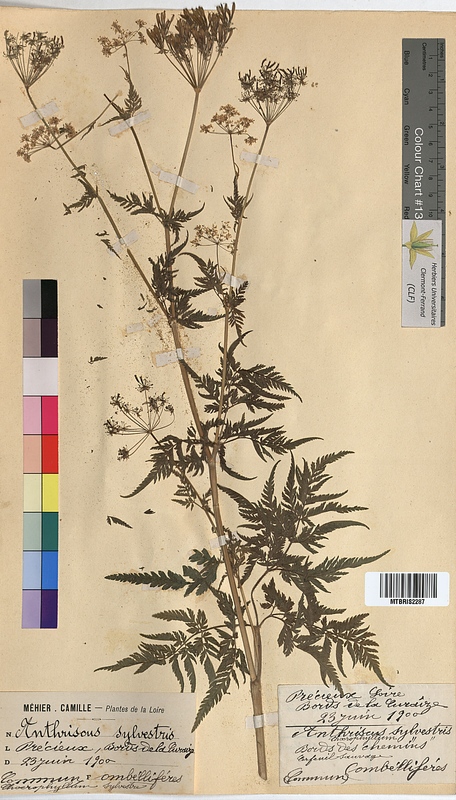 Anthriscus sylvestris (Apiaceae)