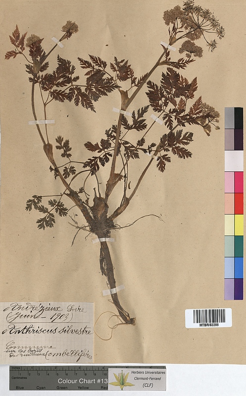 Anthriscus sylvestris (Apiaceae)