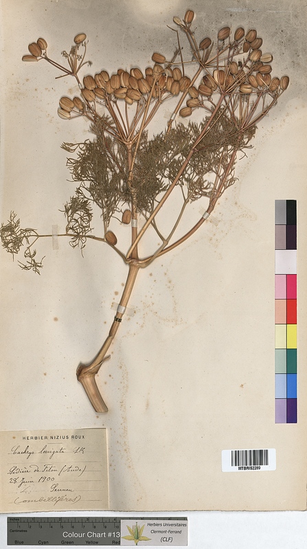 Cachrys laevigata (Apiaceae)