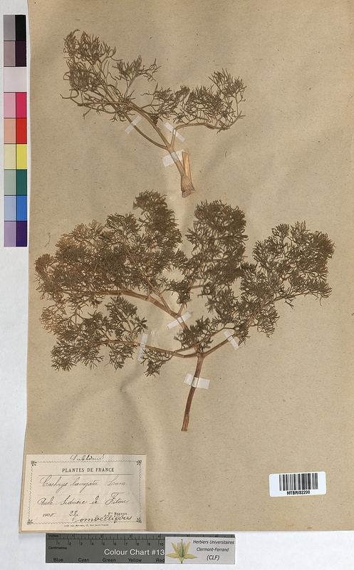 Cachrys laevigata (Apiaceae)