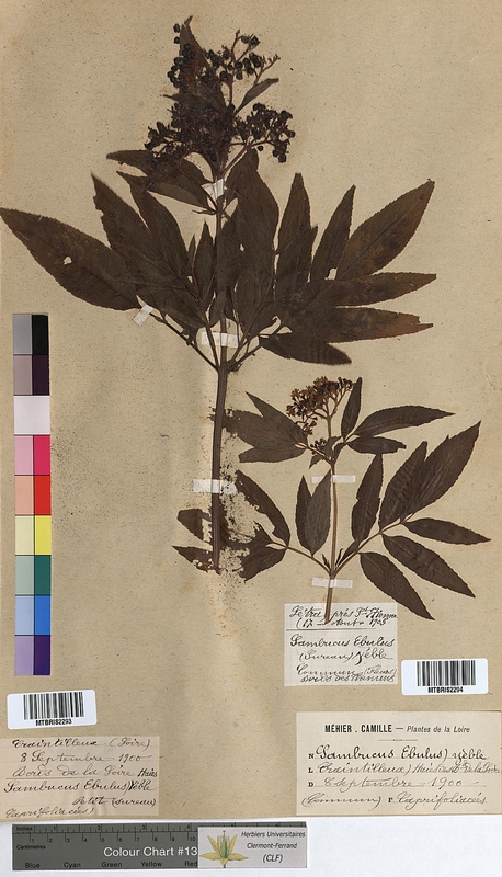 Sambucus ebulus (Caprifoliaceae)