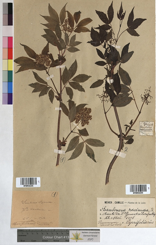 Sambucus racemosa (Caprifoliaceae)