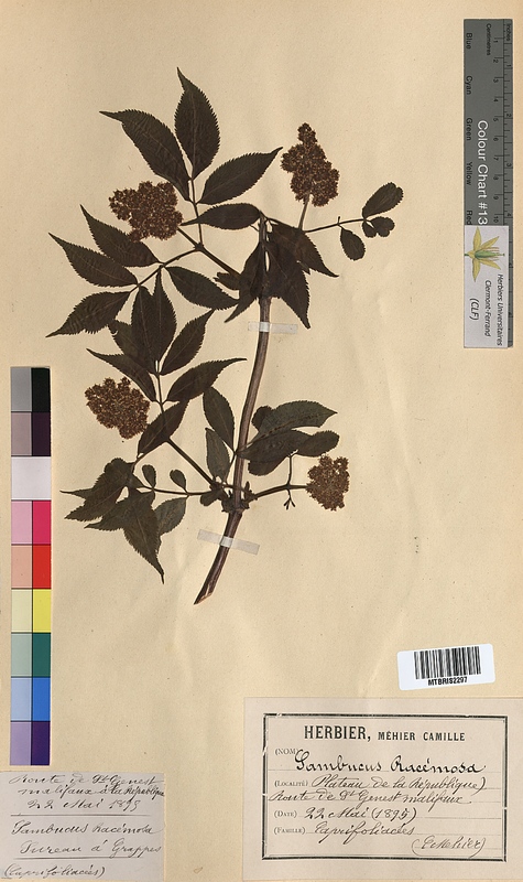 Sambucus racemosa (Caprifoliaceae)