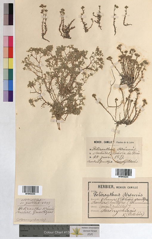Scleranthus perennis (Caryophyllaceae)
