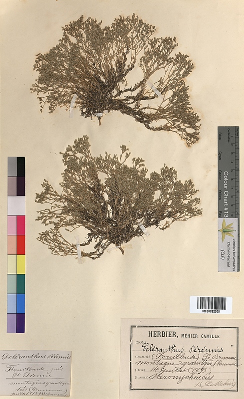 Scleranthus perennis (Illecebraceae)