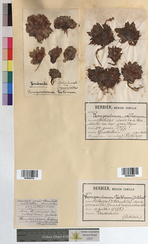 Sempervivum tectorum (Crassulaceae)