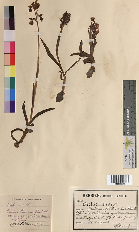 Orchis morio (Orchidaceae)