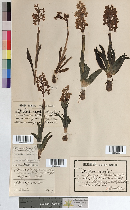 Orchis morio (Orchidaceae)