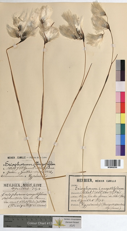 Eriophorum angustifolium (Cyperaceae)
