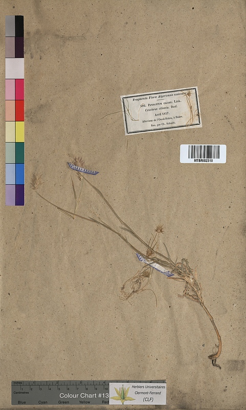 Pennisetum ciliare (Poaceae)