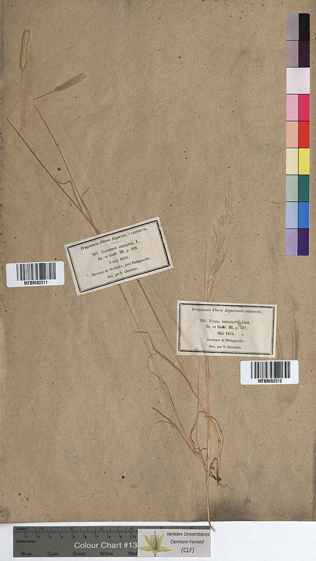 Cynosurus cristatus (Poaceae)
