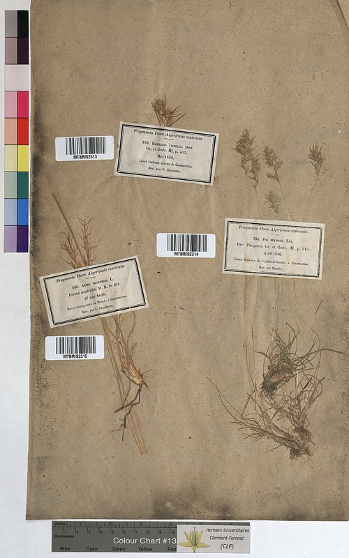Poa bulbosa (Poaceae)