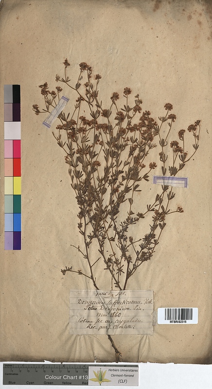 Dorycnium suffruticosum (Fabaceae)